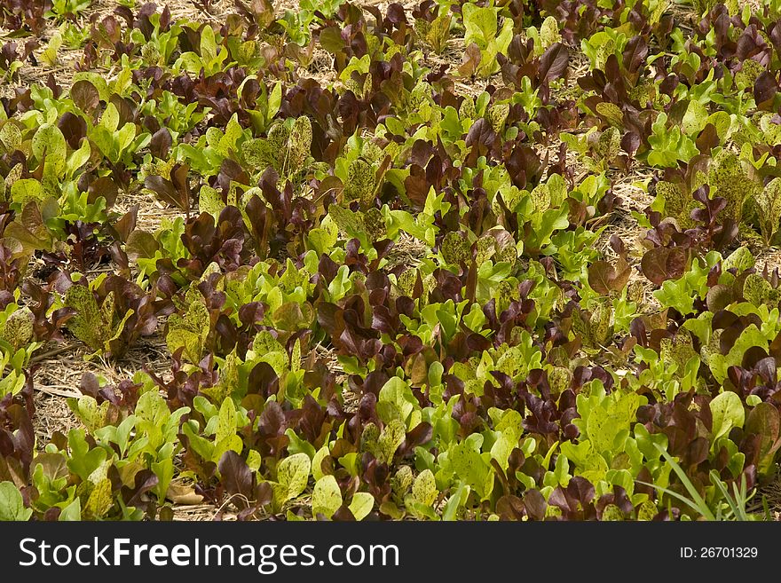 A garden bed with a mass of mixed lettuce seedlings. A garden bed with a mass of mixed lettuce seedlings