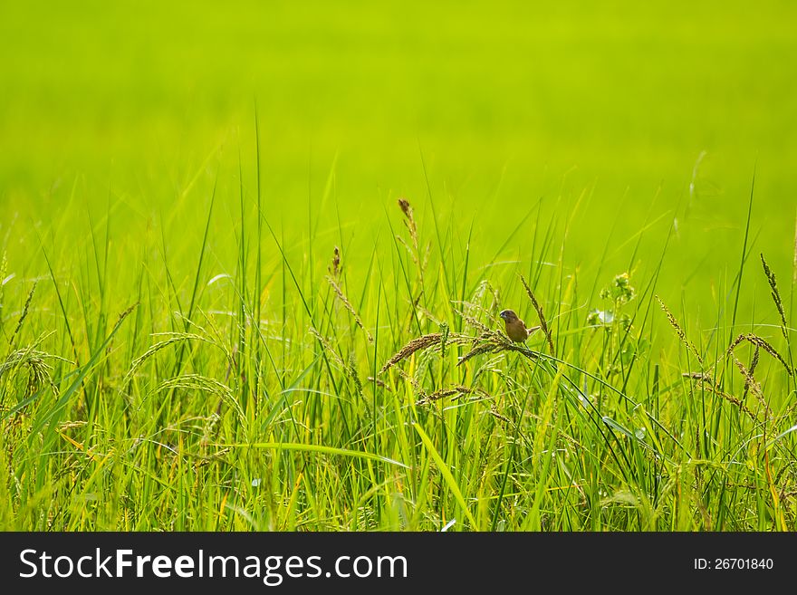 Baya Weaver eat rice on field. Baya Weaver eat rice on field