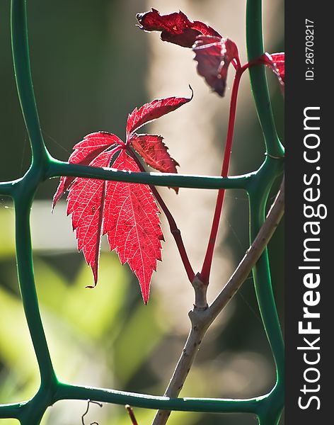 Branch with red autumn leaves behind a fence.