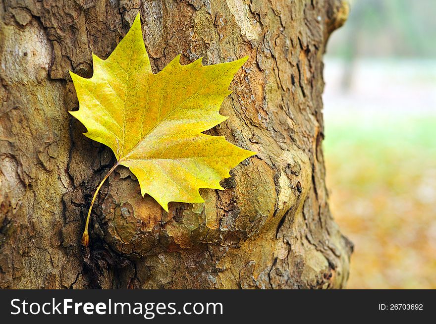 Yellow maple leaf shoot against tree bark. Yellow maple leaf shoot against tree bark