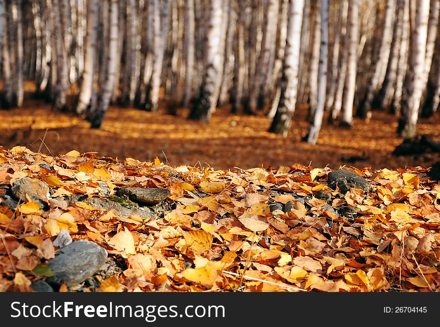 Fallen Autumn Leaves In Birch Forest