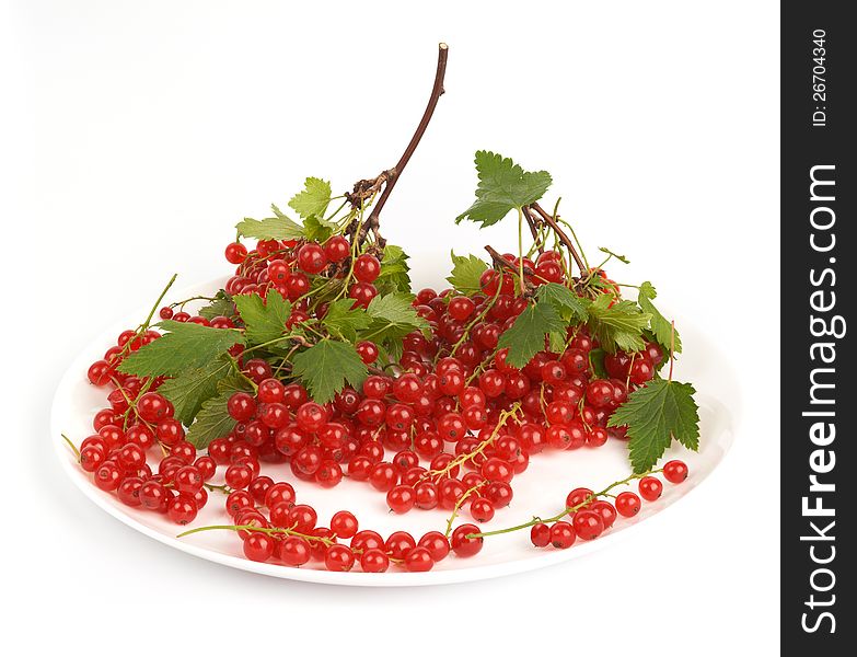 Red Currant.