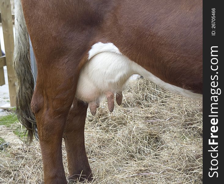 Fragment of a back part of a cow in a stall with an udder feet and a tail.