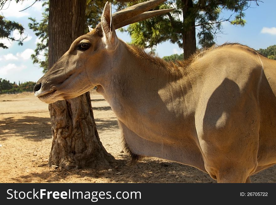 Eland antelope , also known as Kanna it is the world's biggest antelope. Eland antelope , also known as Kanna it is the world's biggest antelope.