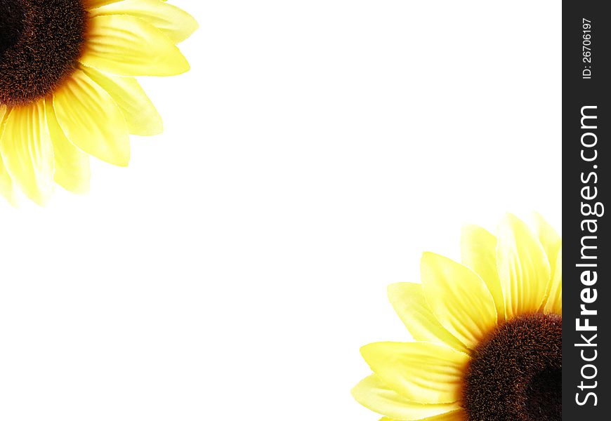 White background with two sunflowers at opposite angles. White background with two sunflowers at opposite angles