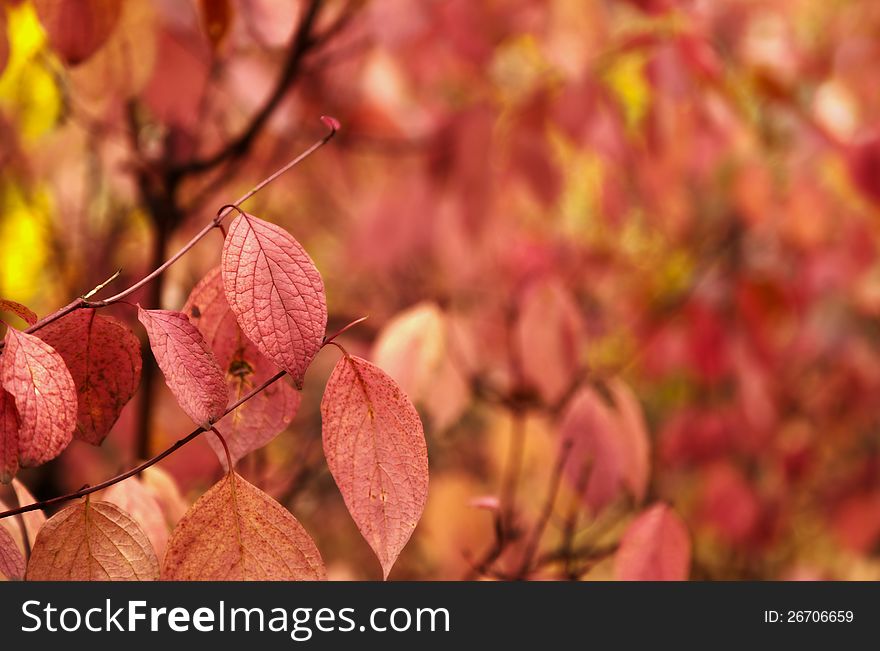 Autumn leaves, very shallow focus. Autumn leaves, very shallow focus