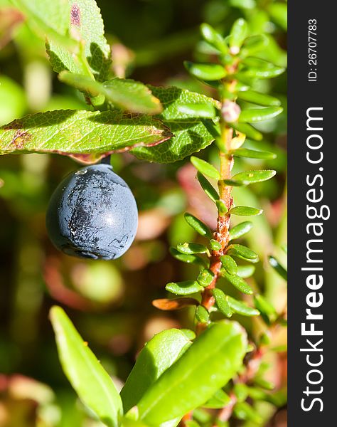 Whortleberry Ripening In A Wood