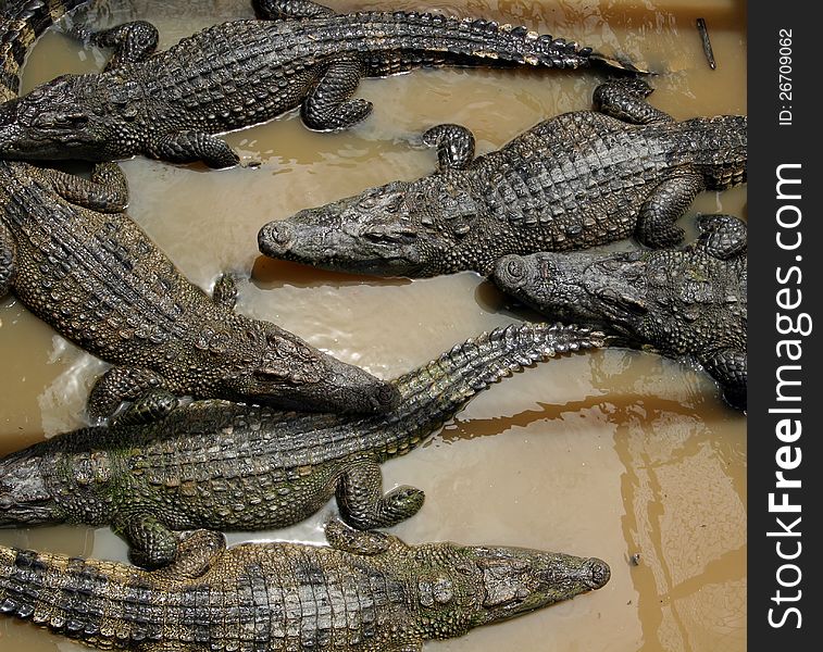 Bunch Of Crocodiles