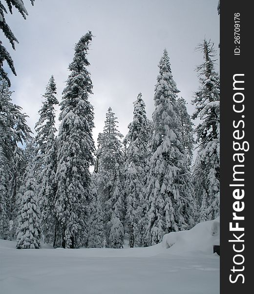 Dark sky over a winter forest of snow-covered trees.