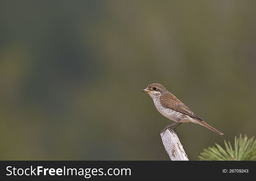 Red-backed Shrike &#x28;Lanius collurio&#x29