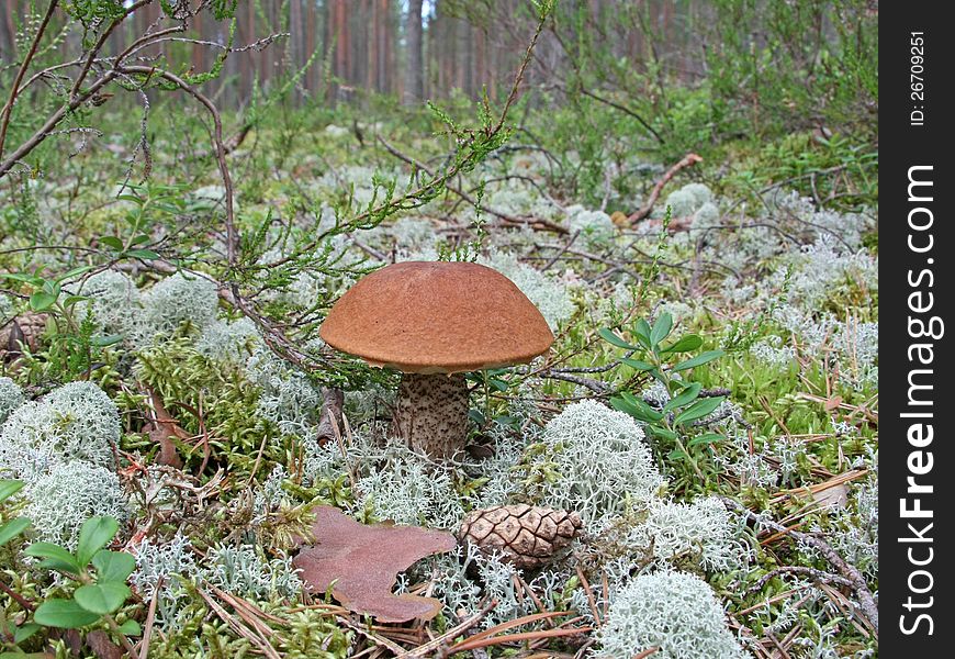 Mushroom orange cap boletus on a background of moss and lichen in a pine forest. Mushroom orange cap boletus on a background of moss and lichen in a pine forest