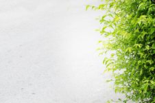 Cement Gray Background With Green Leaves Royalty Free Stock Photos