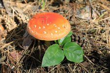 Beautiful Red Mushroom Stock Image