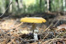 Beautiful Mushroom Stock Photos