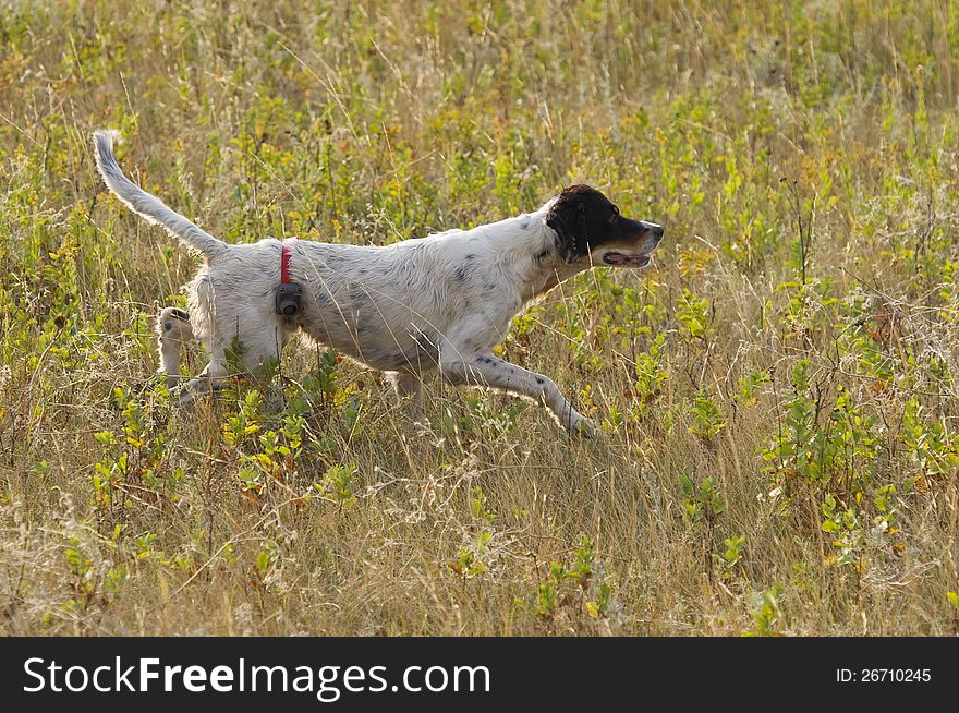 English Setter on Point of a Shaprtailed Grouse. English Setter on Point of a Shaprtailed Grouse