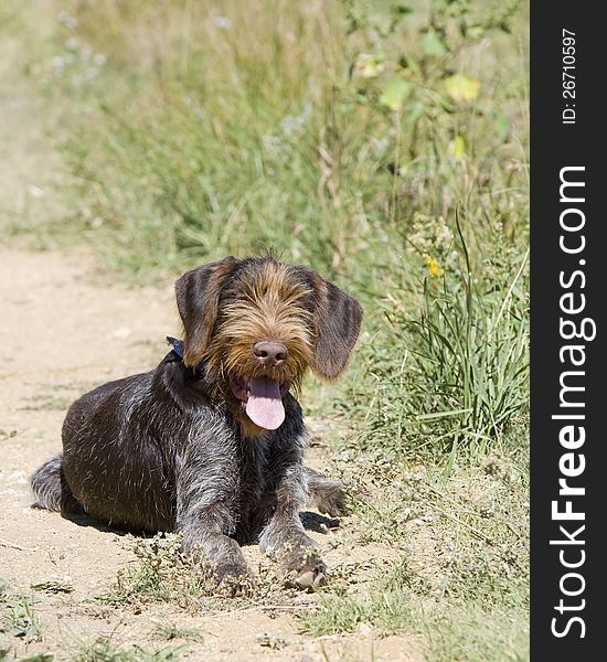 Hunting dog in the field resting after a run. Hunting dog in the field resting after a run