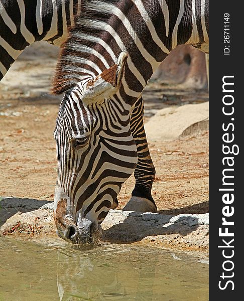 Close Up Detail Of Drinking Zebra