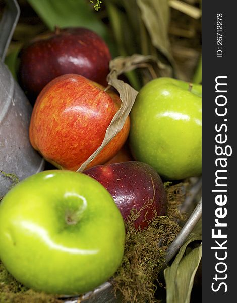 Ripe  red and green apples next to a bucket on some hay