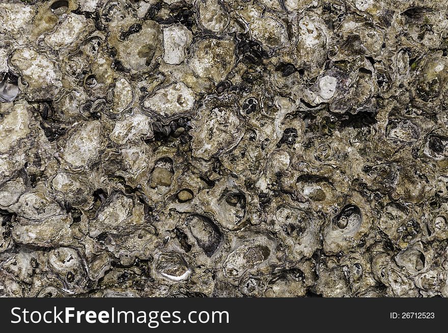 Deadly Oyster Texture nature abstract