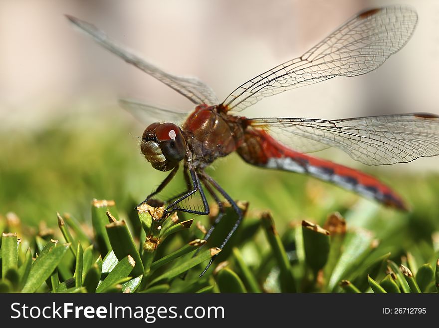 A red dragon fly is resting on the leaves. A red dragon fly is resting on the leaves.