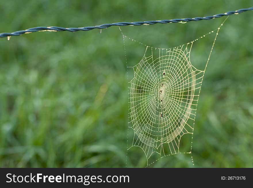 Spider Web Coated With Fog.