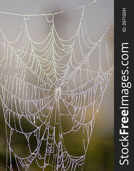 Spider web stretches between a barb-wired fence covered with fog. Spider web stretches between a barb-wired fence covered with fog.