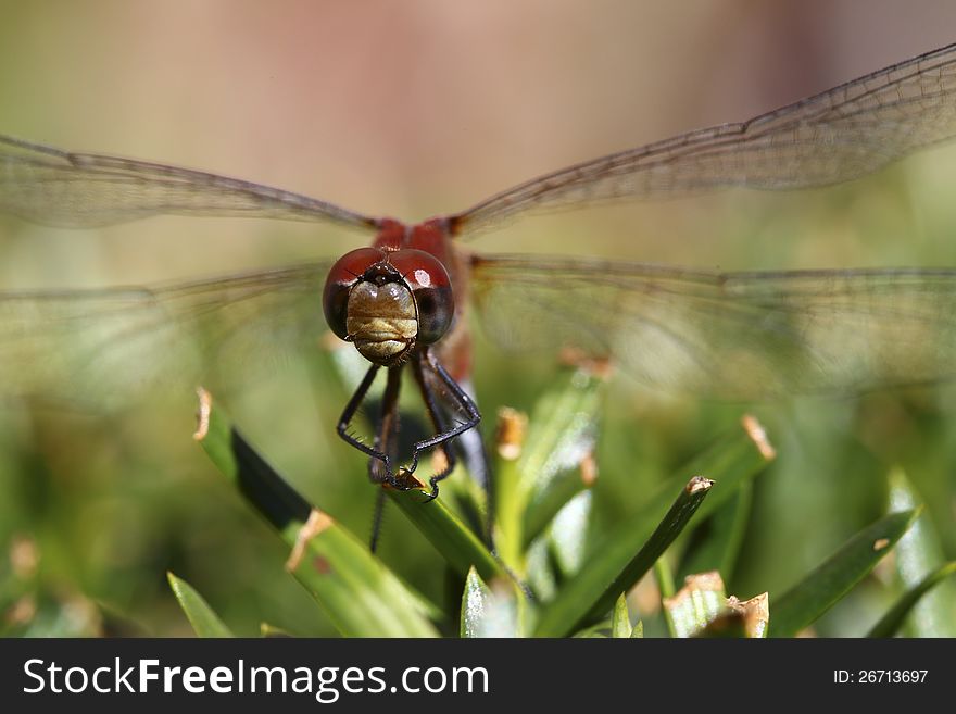 A red dragon fly is resting on the leaves. A red dragon fly is resting on the leaves.
