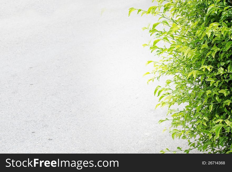 Cement Gray Background With Green Leaves