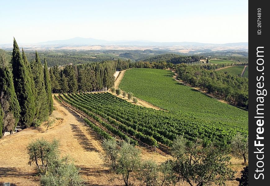 This image presents a typical Italian landscape with vineyards and cypress tree.