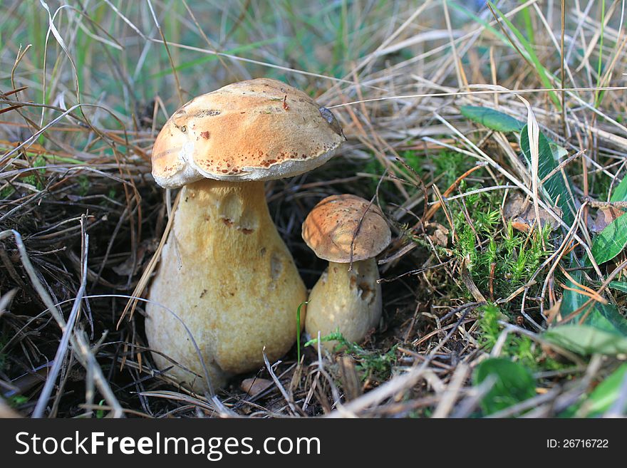 Beautiful autumn mushrooms in the grass