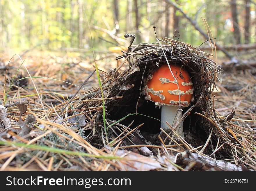 Beautiful red mushroom in the autumn forest