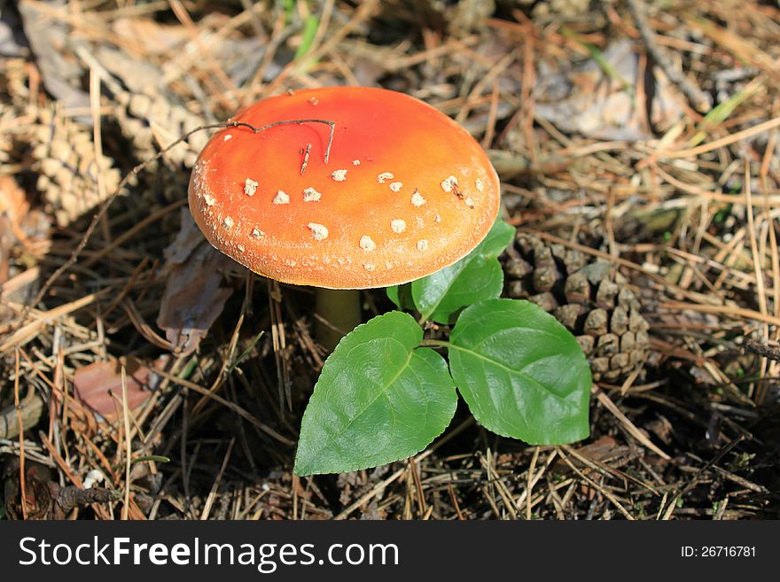 Beautiful red mushroom in the autumn forest