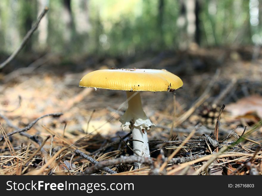 Beautiful mushroom