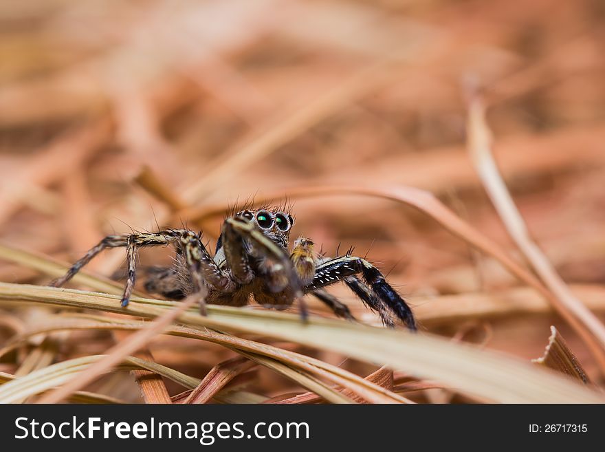 Male Plexippus Petersi jumping spider. Male Plexippus Petersi jumping spider