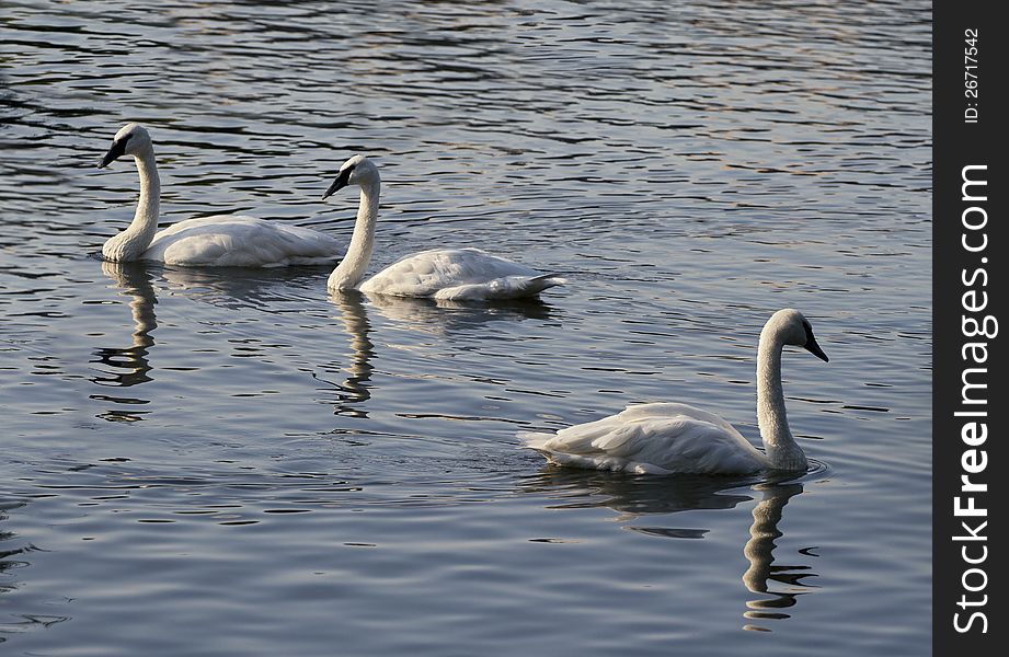 Three swans on a lake in the evening light