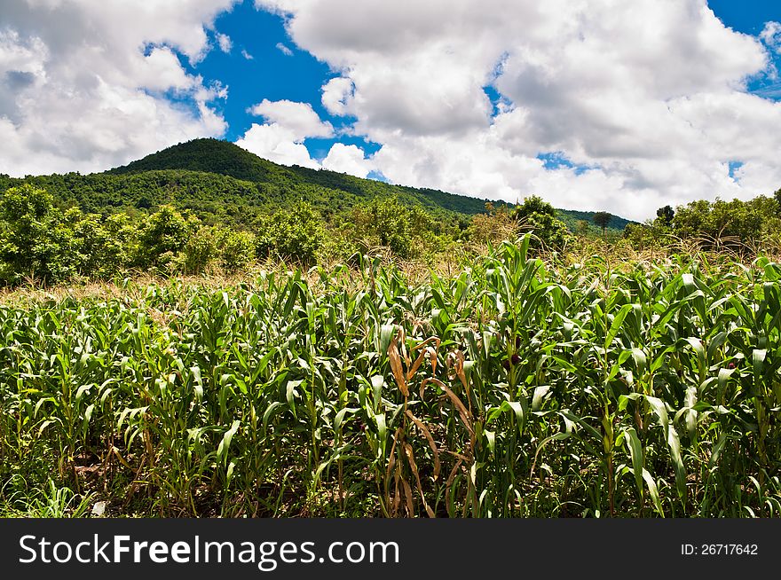 Corn farm at hill side in Thailand