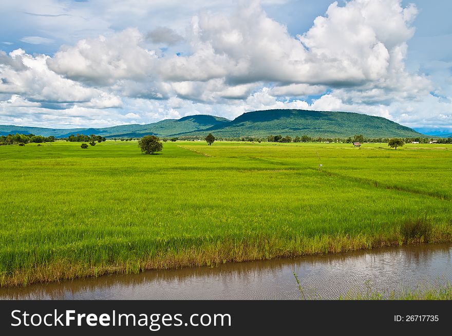 Rice field growing in countryside of Thailand. Rice field growing in countryside of Thailand