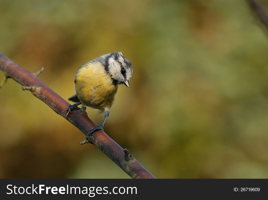 This blue tit is sitting on a brench. Beautiful autumn colors in the background. This blue tit is sitting on a brench. Beautiful autumn colors in the background.