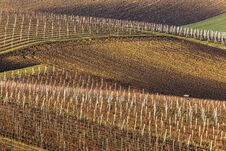 Landscape Of South Moravia. Rolling Hills Of Vineyards Alternating With A Freshly Plowed Field Ready For Sowing Grain. In The Back Royalty Free Stock Image