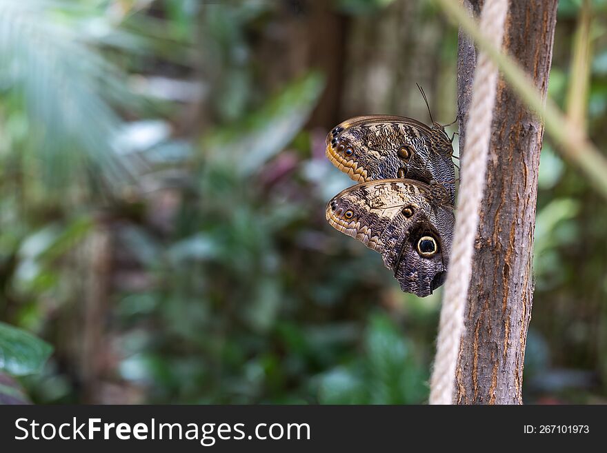 Two butterflies with brown wings sitting on a tree trunk, side view. Beautiful bokeh in the background