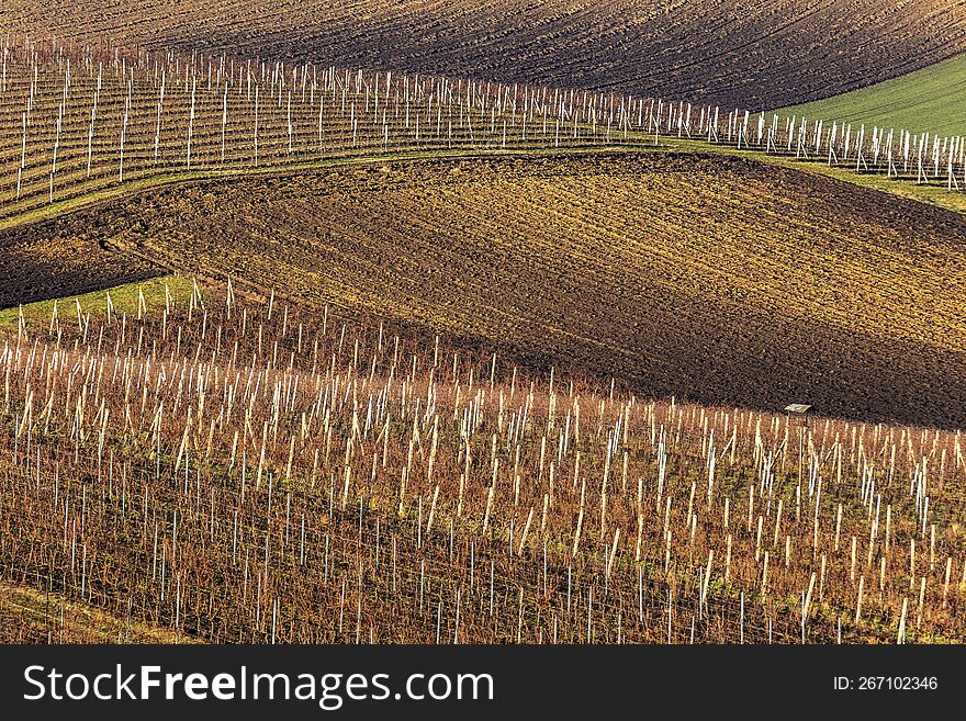 Landscape of South Moravia. Rolling hills of vineyards alternating with a freshly plowed field ready for sowing grain. In the back