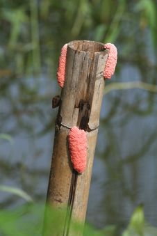Snail Eggs Stock Photo