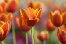 Orange Tulips Royalty Free Stock Photography