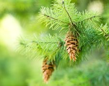 Merry Christmas And Happy New Year Royalty Free Stock Photos