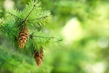 Pine Cone &x28; Pinecone &x29; On A Christmas Tree Royalty Free Stock Image