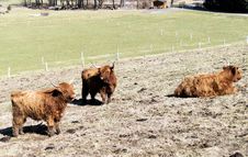 Scottish Highland Cattle On A Pasture Royalty Free Stock Photos