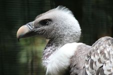 Vulture Royalty Free Stock Photos