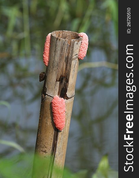 Golden apple snail eggs in the canal