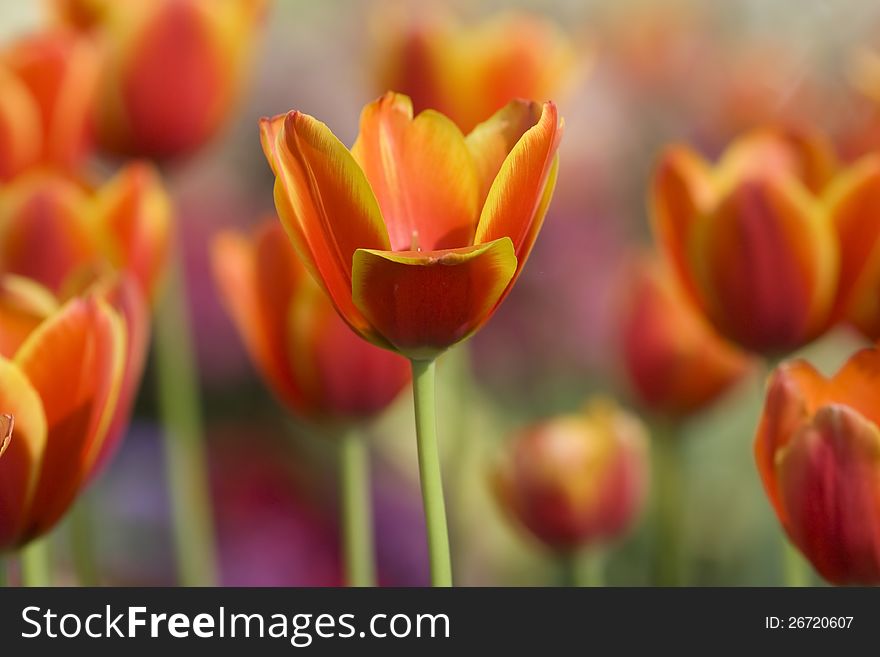 Orange tulips in a garden with tulips background