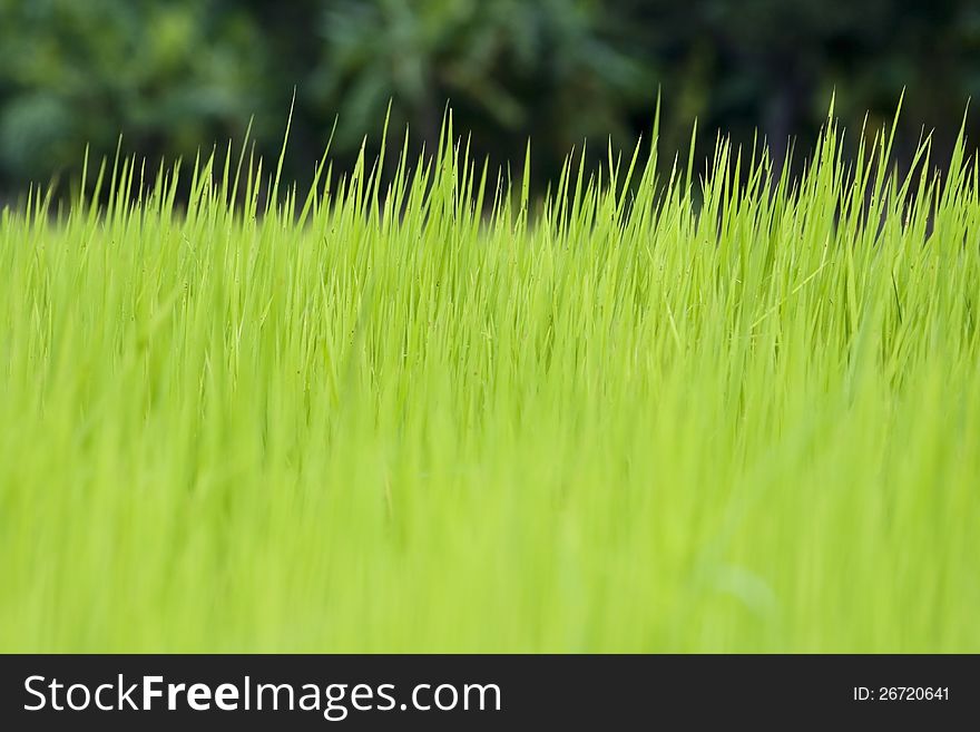 Rice seedling and paddy field